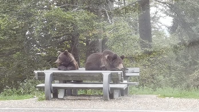 Prefectul Marius Iorga convoacă o întâlnire pentru siguranța cetățenilor