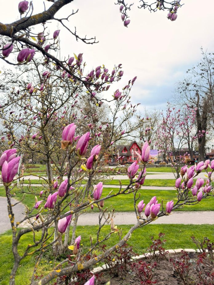 Parcul Mogoșoaia atrage vizitatori cu înflorirea magnoliilor