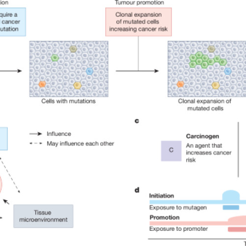 Promovarea tumorilor prin prisma evoluției