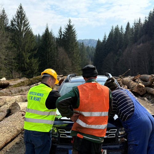 Firmele pădurariilor din Neamț câștigă contracte de milioane, acuzate de conflict de interese