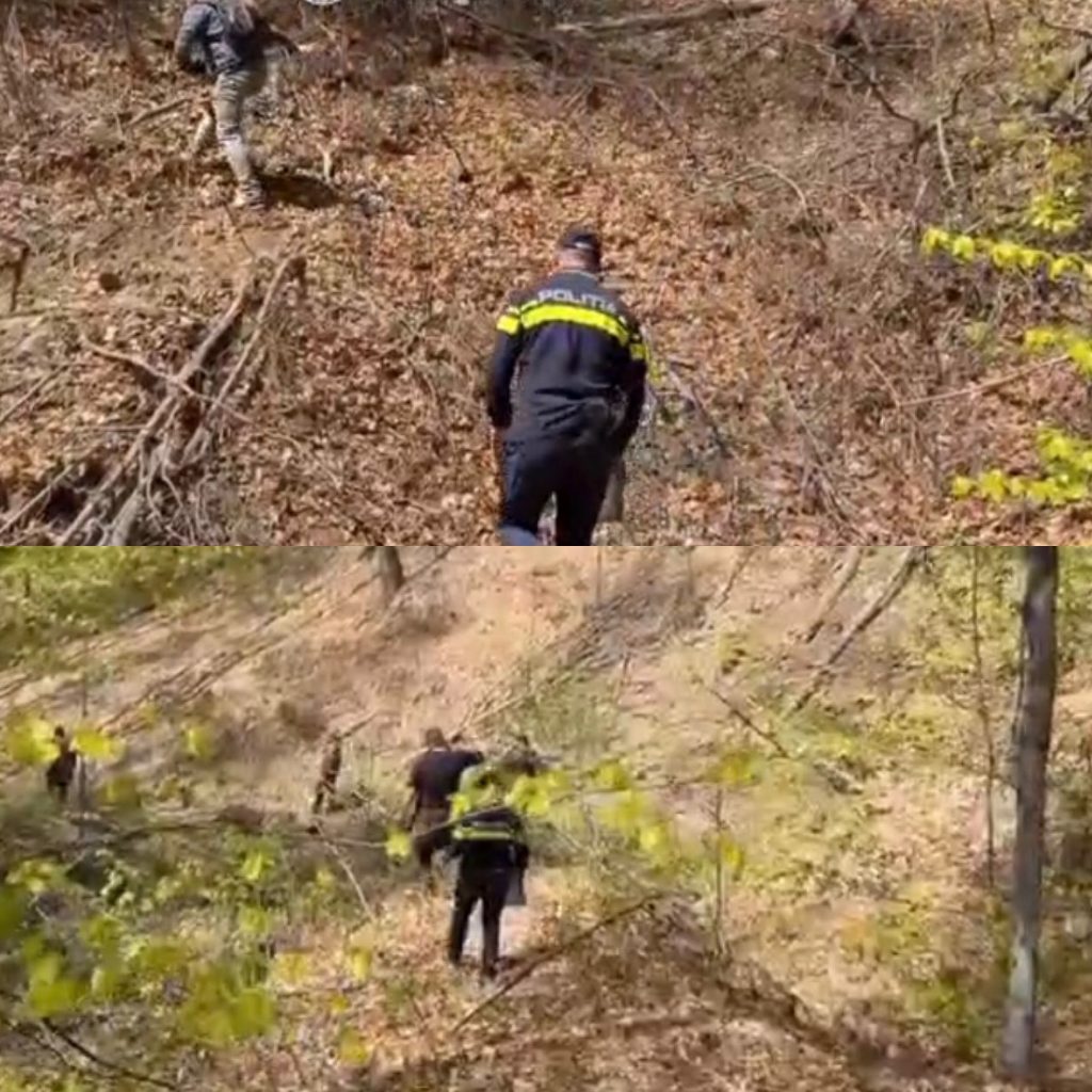 Poliția investighează tăierea ilegală a peste 100 de arbori în Gorj