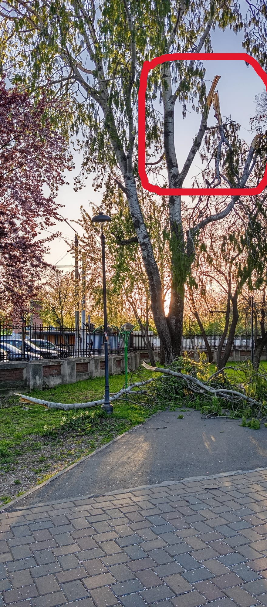 Călătorie în Grădina Publică din Galați? Feriți-vă de crengi căzute