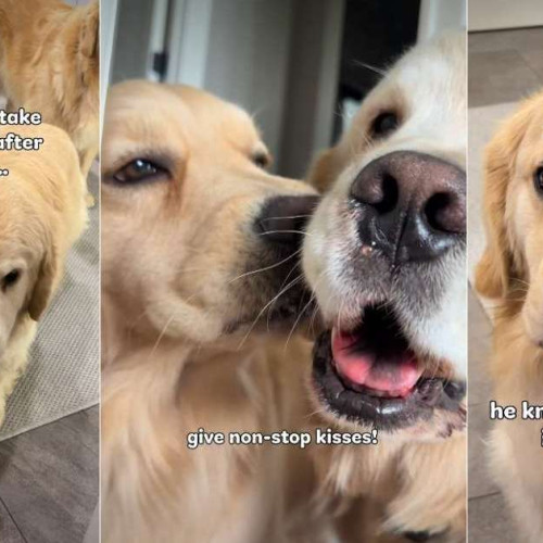 Golden Retriever încearcă să-și „repare” fratele blănos după o intervenție chirurgicală