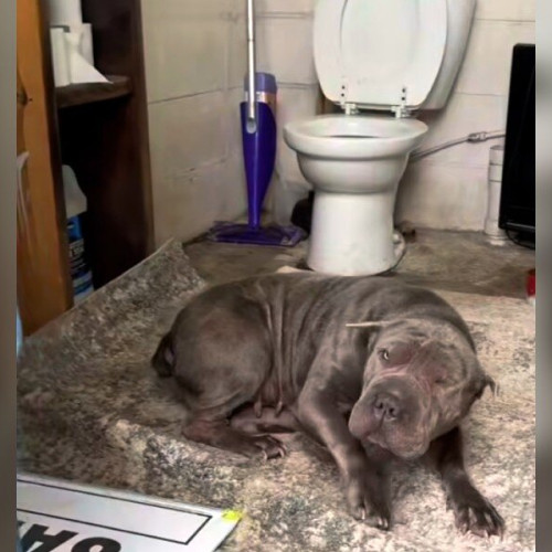 Angajata descoperă un Shar-Pei tremurând într-o toaletă de la ghenă