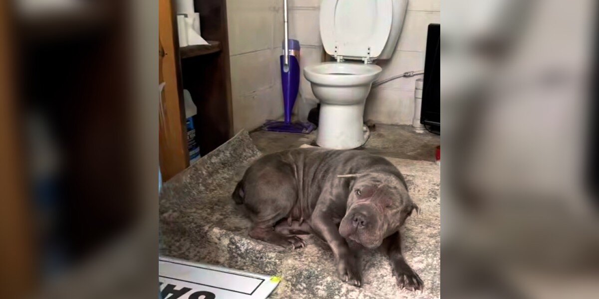 Angajata descoperă un Shar-Pei tremurând într-o toaletă de la ghenă