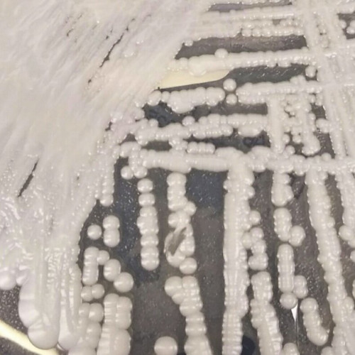 De ce sunt nervoși cercetătorii cu privire la ciuperci