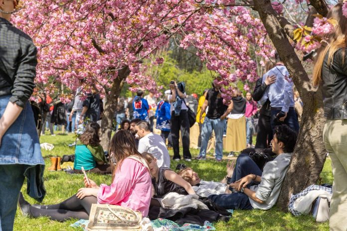 Peisagist japonez va reamenaja Grădina Japoneză din Parcul Herăstrău