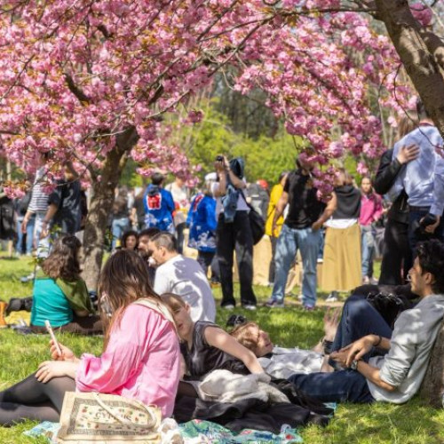 Peisagist japonez va reamenaja Grădina Japoneză din Parcul Herăstrău