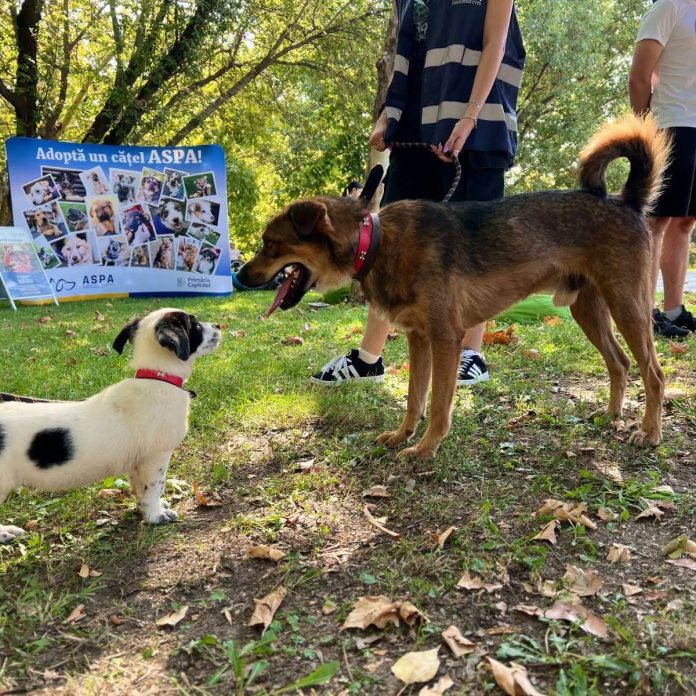 Dresajul câinilor adoptați: etape și recomandări utile