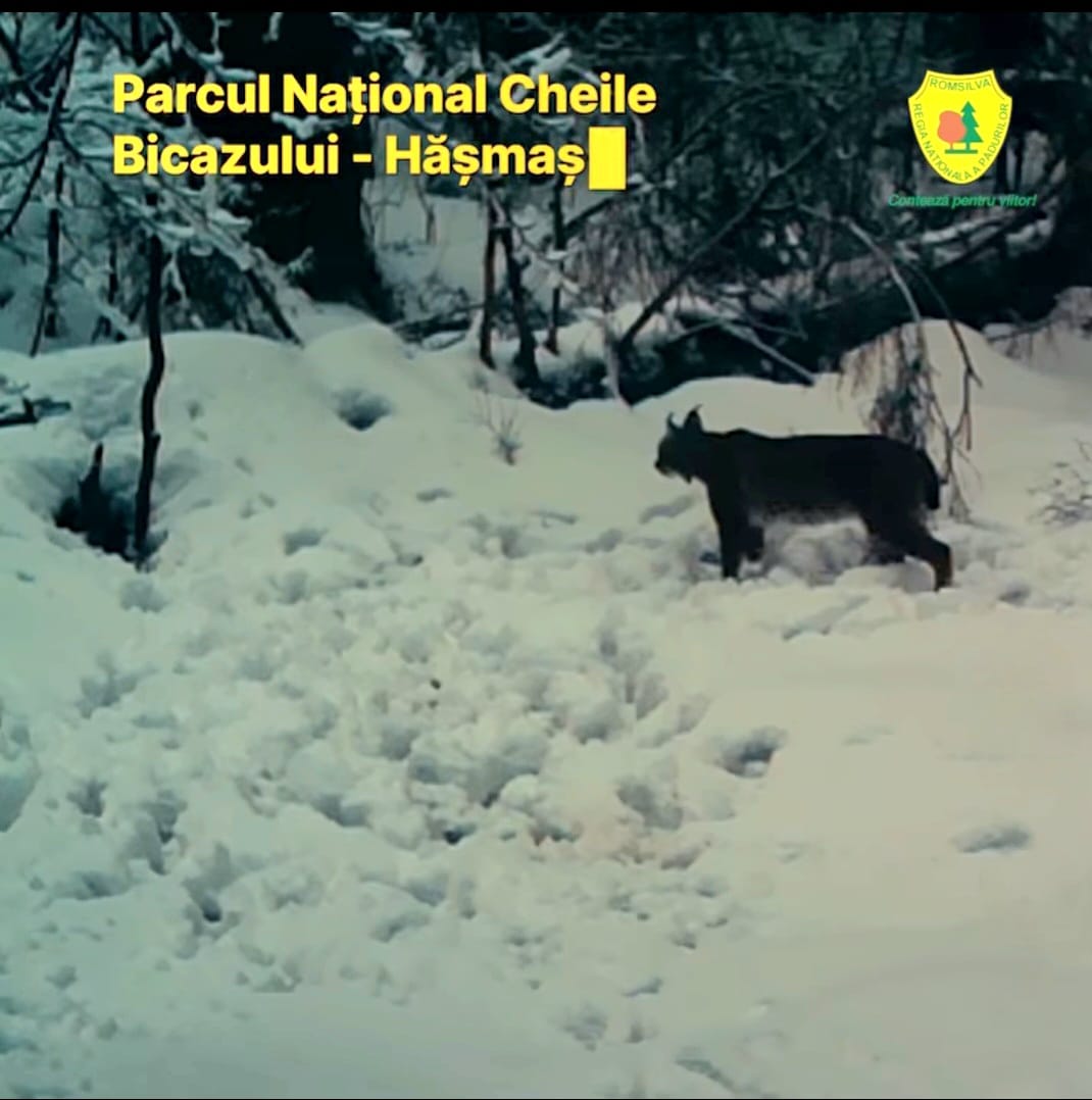 Imagini rare cu râsul, „fantoma Carpaților”, în Parcul Național Cheile Bicazului-Hășmaș