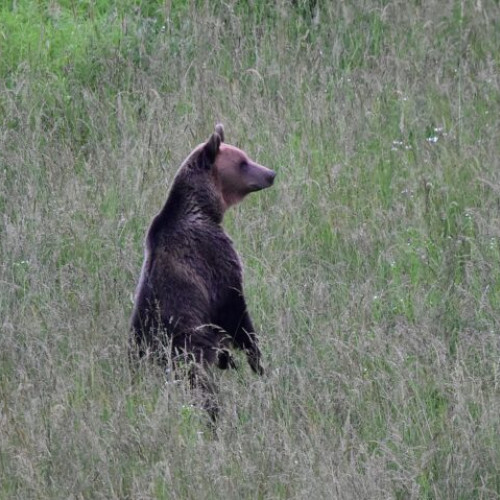 Doi brașoveni reținuți după ce au ucis un urs brun fără autorizație