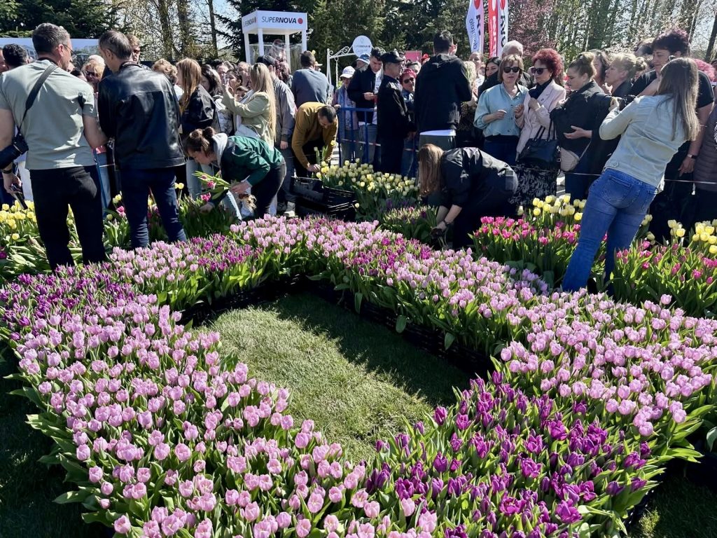 Primarul Gentea oferă 30.000 de lalele în cadrul “Simfoniei Lalelelor”