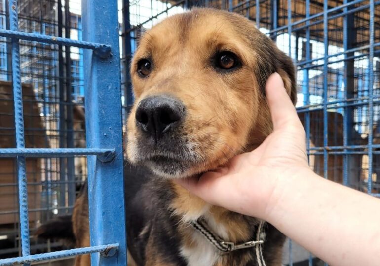 Târg de adopții pentru câini, organizat de Primăria Vaslui și Goscom SA