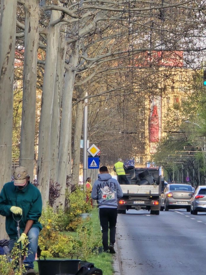 Bulevardul Lascăr Catargiu se îmbunătățește cu flori și arbuști