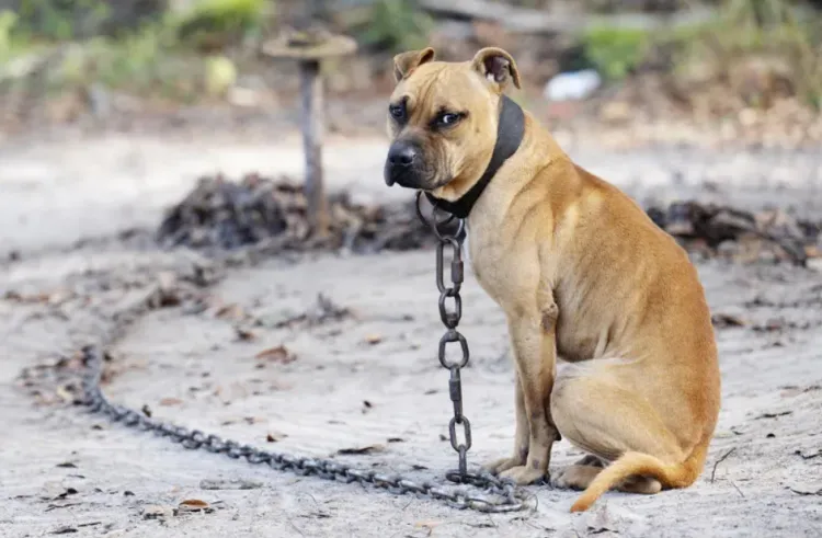 Procesul pentru cruzime față de animale a început la Judecătoria Turda
