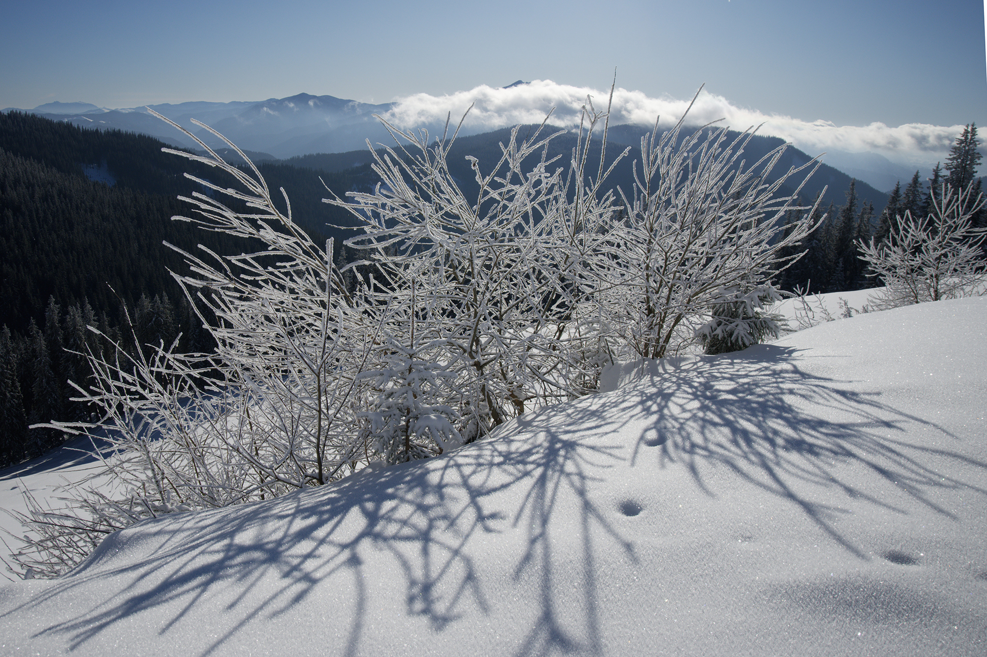 Cod Galben de ninsori anunțat pentru zona montană a Moldovei