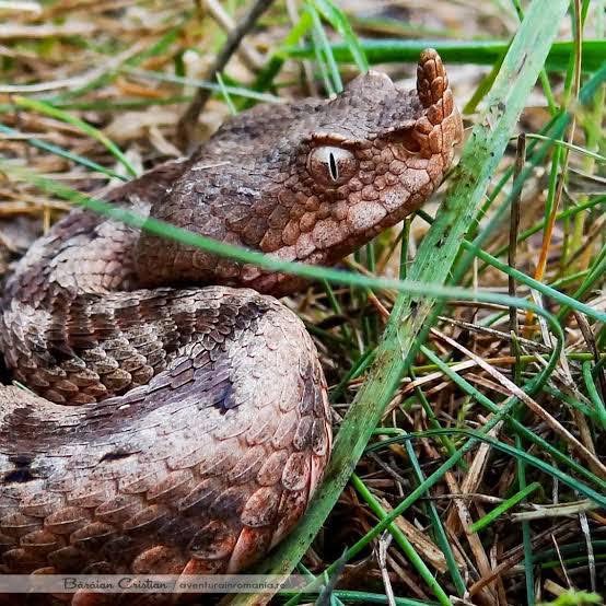 Atenție pentru turiștii din Clisura Dunării: vipera cu corn a ieșit din hibernare