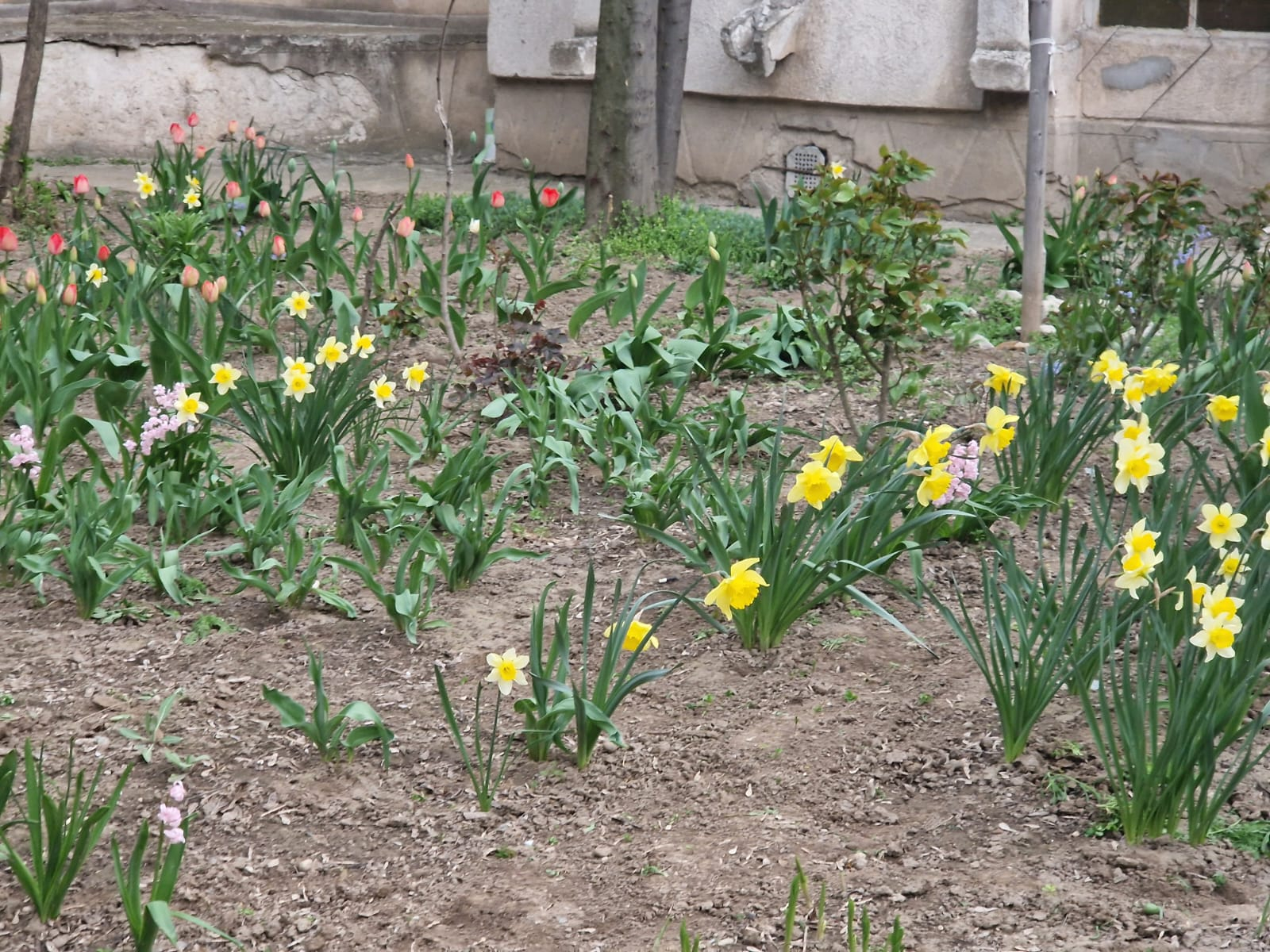 Florile din Micro 17 admirate pentru frumusețea lor unică