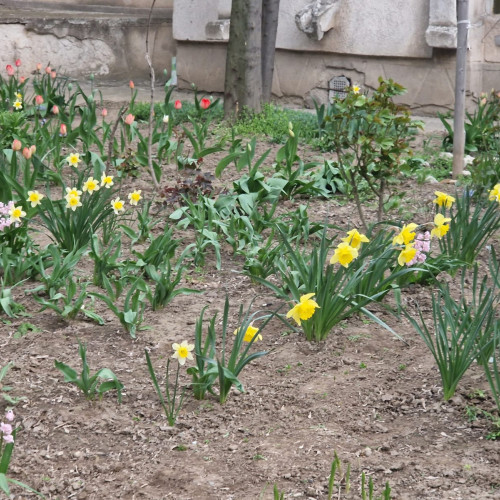 Florile din Micro 17 admirate pentru frumusețea lor unică