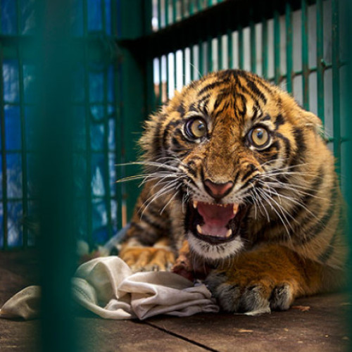 Tigru scăpat din cușcă într-un show de circ din Rusia provoacă panică