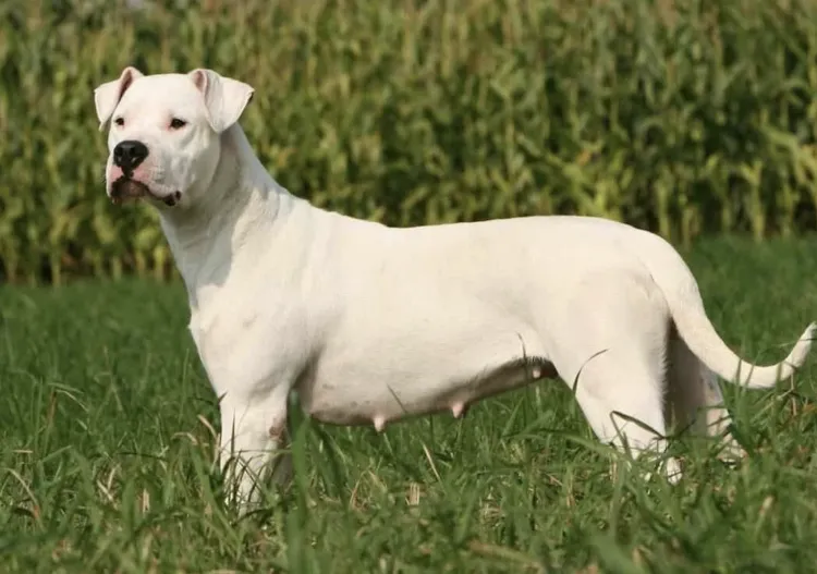 Femeie atacată de câine periculos în Cluj-Napoca