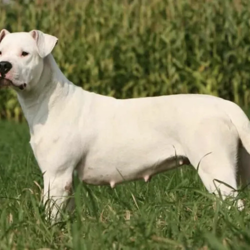 Femeie atacată de câine periculos în Cluj-Napoca