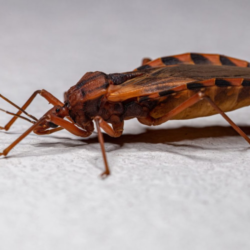 Insecte parazitate care transmit o boală gravă la oameni