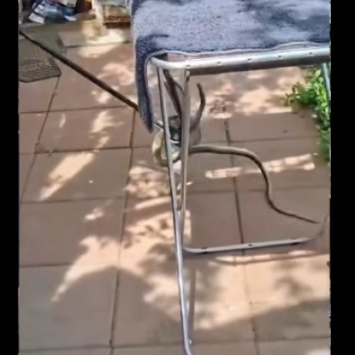 Șarpe de 2 metri provoacă panică într-o gospodărie din Vânători