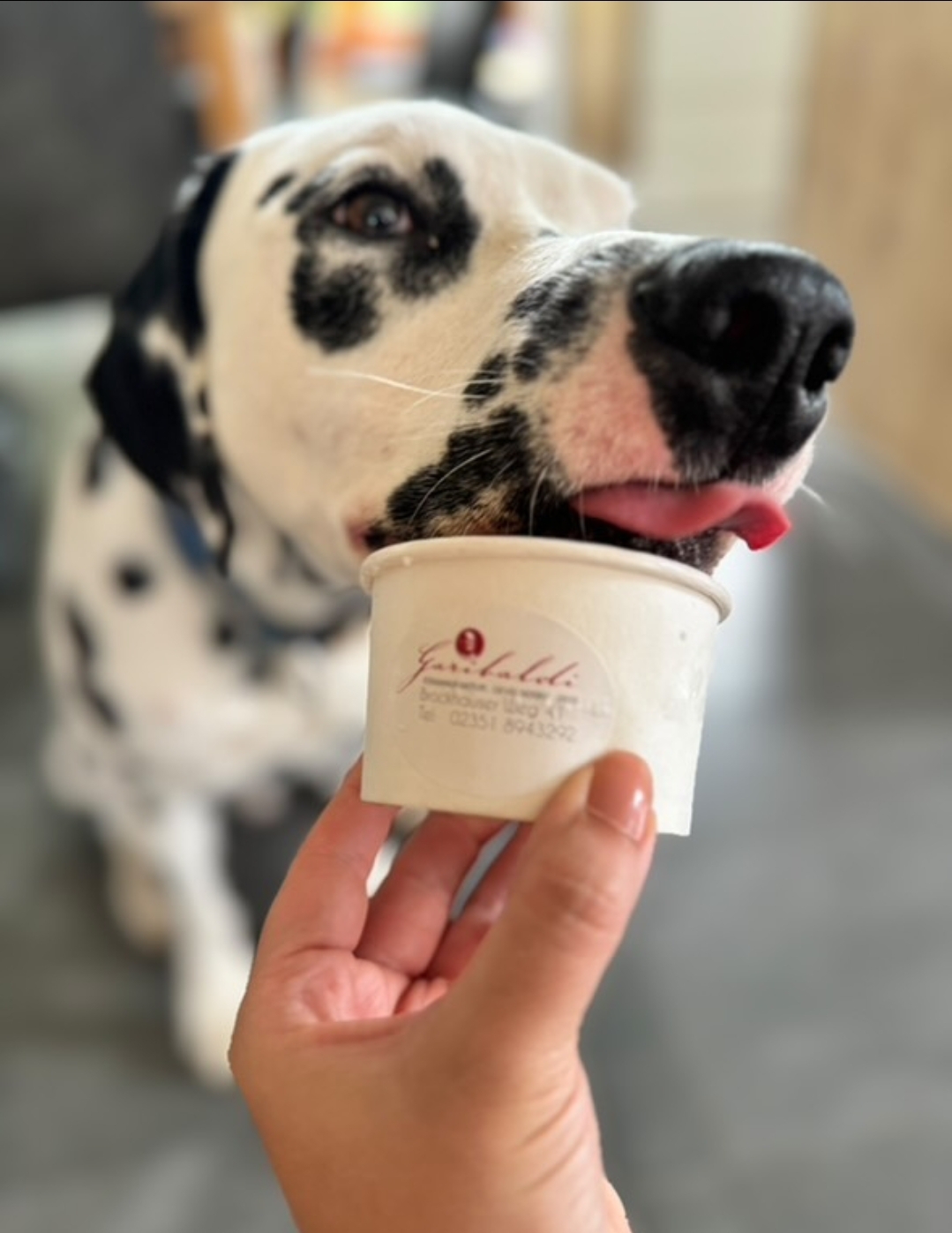 Înghețata pentru câini câștigă popularitate printre stăpâni