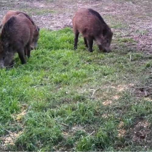 Un nou focar de pestă porcină africană în județul Buzău: peste 180 de porci mistreți infectați