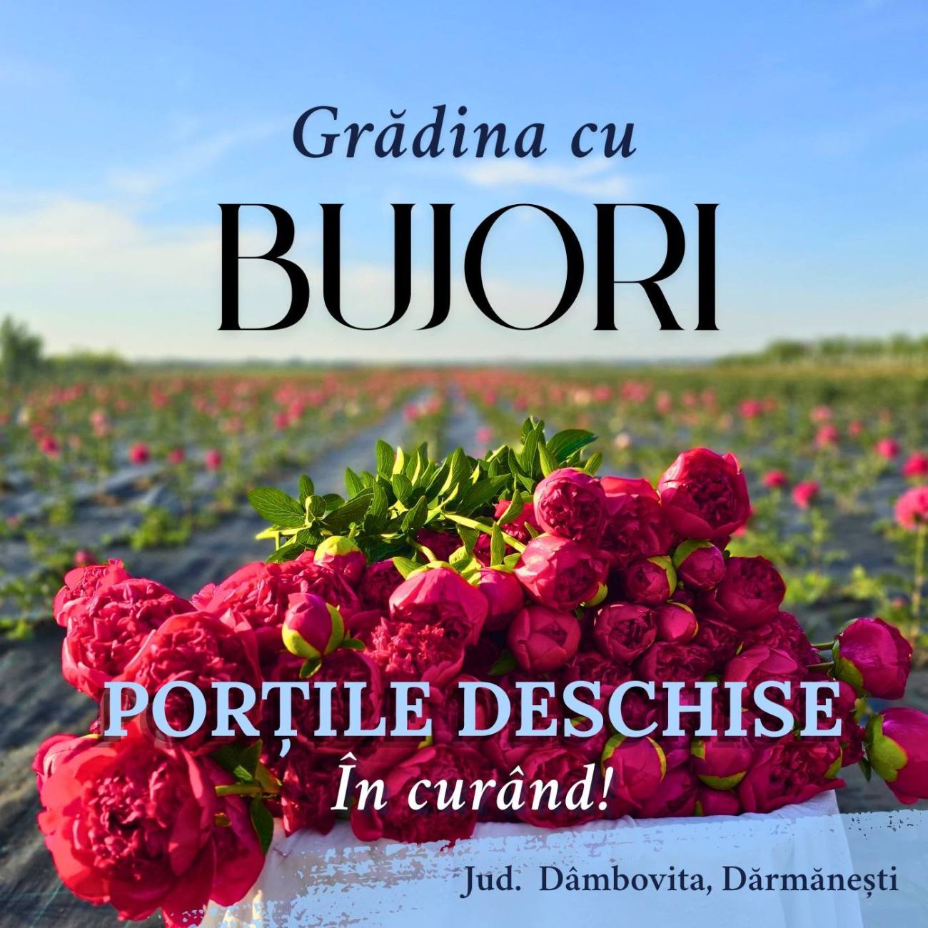 Grădina de bujori din Mărginenii de Sus se redeschide pentru vizitatori