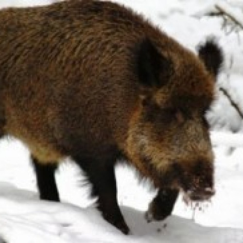 Afișărea Ultimelor Cazuri de Mistreți Infectați cu Virusul Pestei Porcine Africane în Județul Buzău