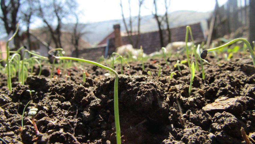 Tinerii din Harghita participă la un program pentru protecția mediului