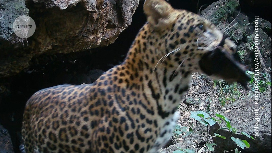 Videoclipuri cu animale care „festin” la peștera africană oferă indicii despre cum se răspândesc virusuri letale