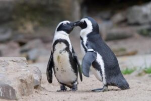 Grădina Zoologică Brașov sărbătorește Ziua Mondială a Pinguinului