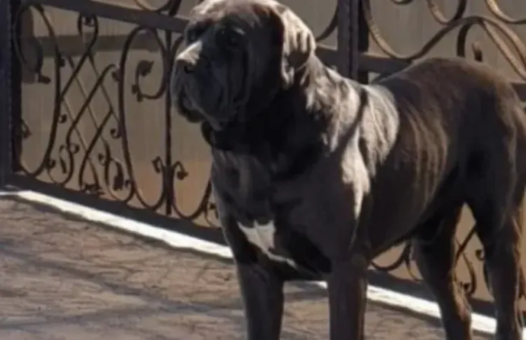 Locatarii din Cluj-Napoca se confruntă cu un câine agresiv în scara blocului