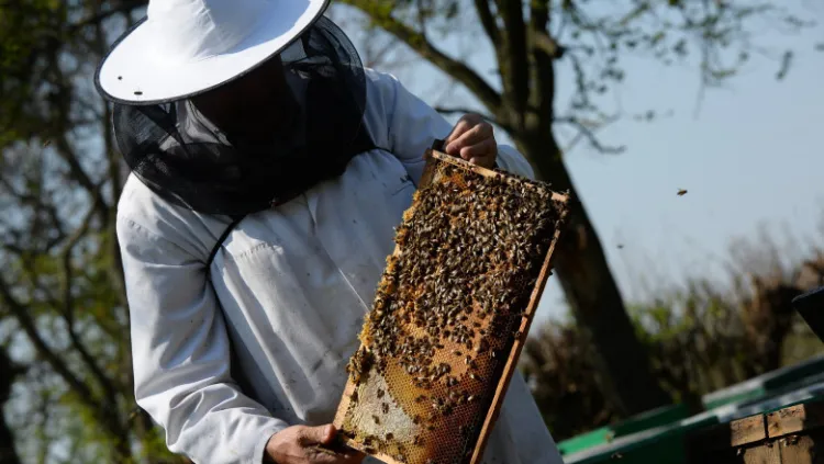 Oficiul Fitosanitar Cluj oferă recomandări pentru protejarea albinelor în agricultură