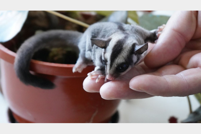 Veverița marsupială zburătoare, în premieră națională, născută în captivitate la Oradea