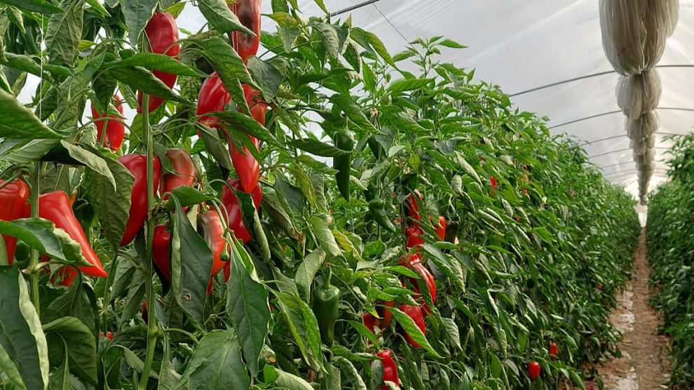 Legumicultorii primesc ajutoare de minimis de 275 milioane lei în 2026