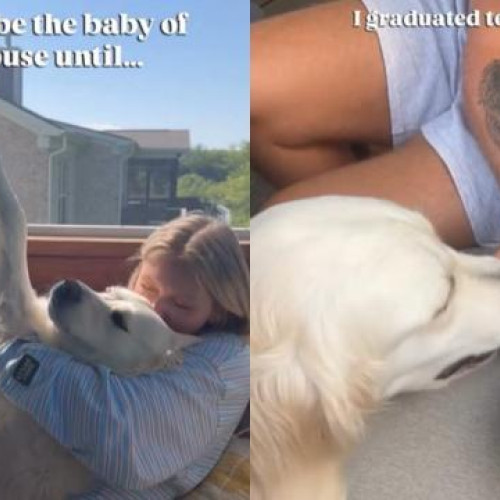 Golden Retriever devine sora mai mare a unei fetițe după ce a fost odată bebeluș