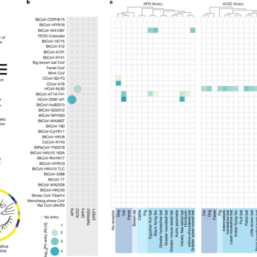 Alfacoronavirusurile liliacului cu nas în formă de inimă folosesc CEACAM6 uman pentru a pătrunde în celule