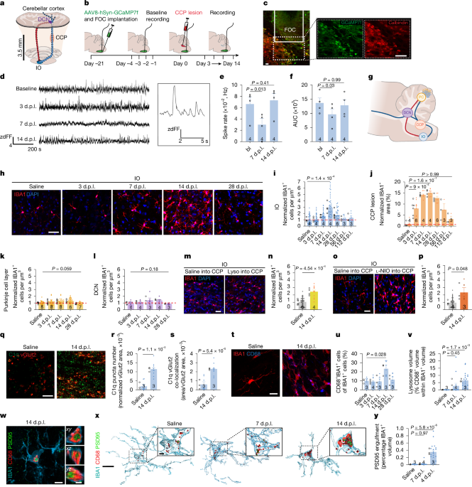 Leziunile focale ale substanței albe stimulează inflamația materiei cenușii și pierderea sinapselor