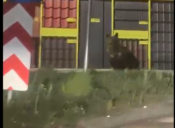 Alerta RO-Alert în Ferești – Berbești din cauza unui urs