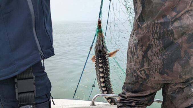 Captură impresionantă: Poliția de frontieră descoperă pescuit ilegal în Marea Neagră