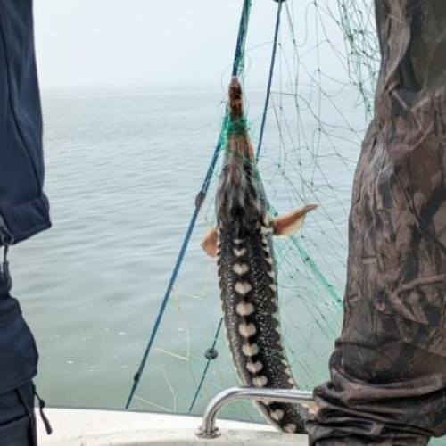 Captură impresionantă: Poliția de frontieră descoperă pescuit ilegal în Marea Neagră