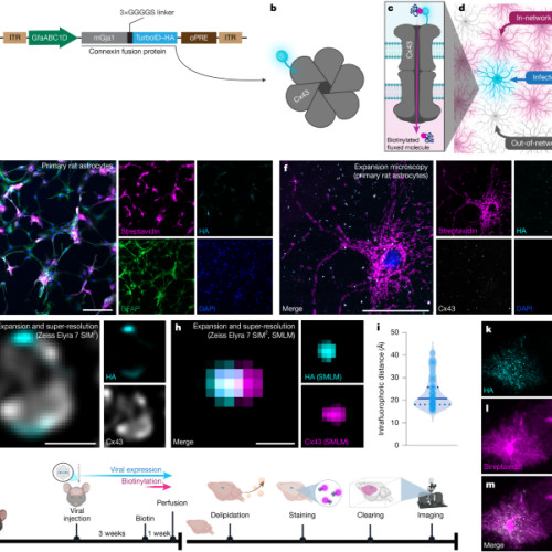 Astrocyții conectează regiuni specifice ale creierului prin rețele plastice