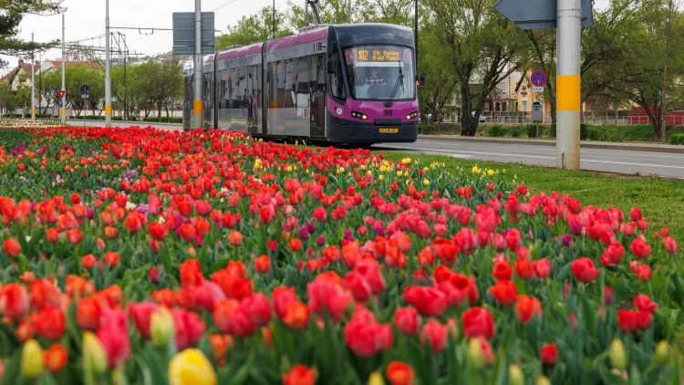 Meciul derby Clujului aduce măsuri speciale de transport public