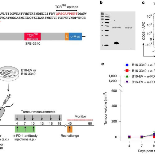 Cum bacteriile intestinale pot afecta rezultatele terapiei prin imunoterapie anticancer
