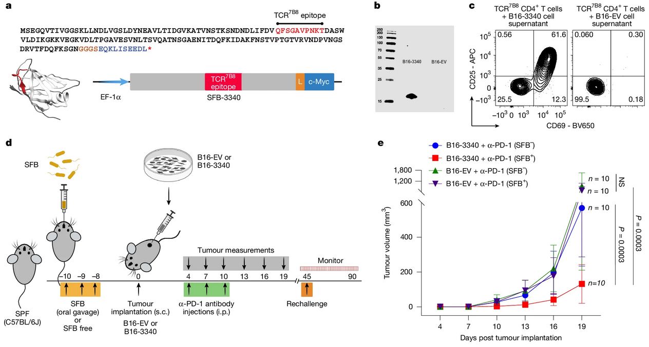 Modul în care bacteriile intestinale pot afecta rezultatul imunoterapiei cancerului