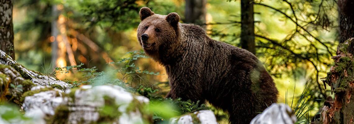 Atenționare pentru turiștii din zonele montane: riscurile întâlnirii cu animale sălbatice